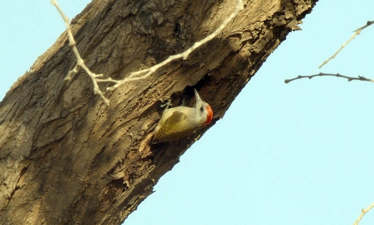 African Gray Woodpecker (Gray) - ML624783631