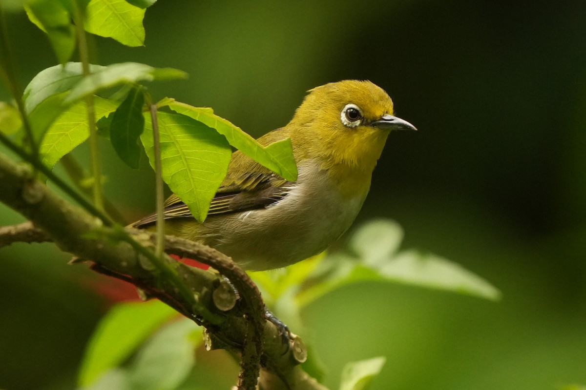 Warbling White-eye - ML624783655