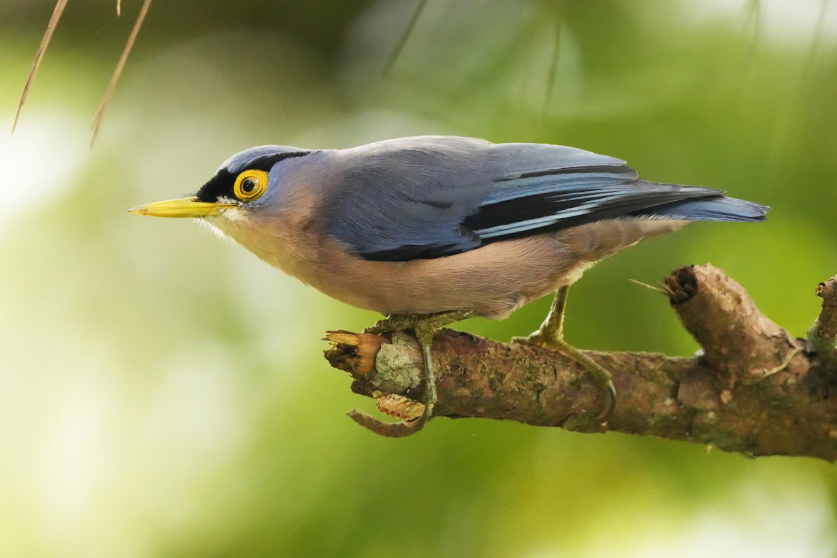 Sulphur-billed Nuthatch - ML624783668