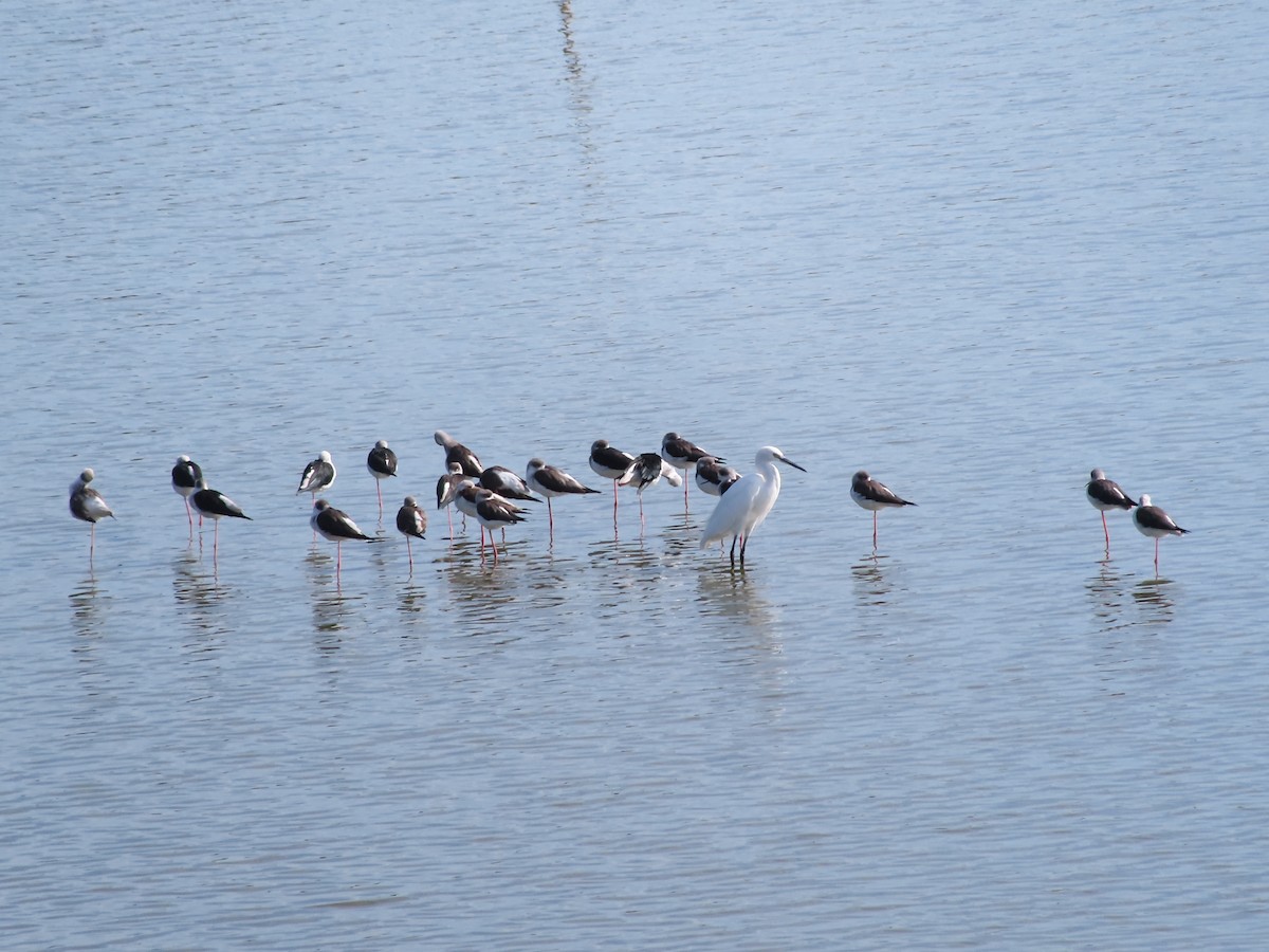 Black-winged Stilt - ML624783672