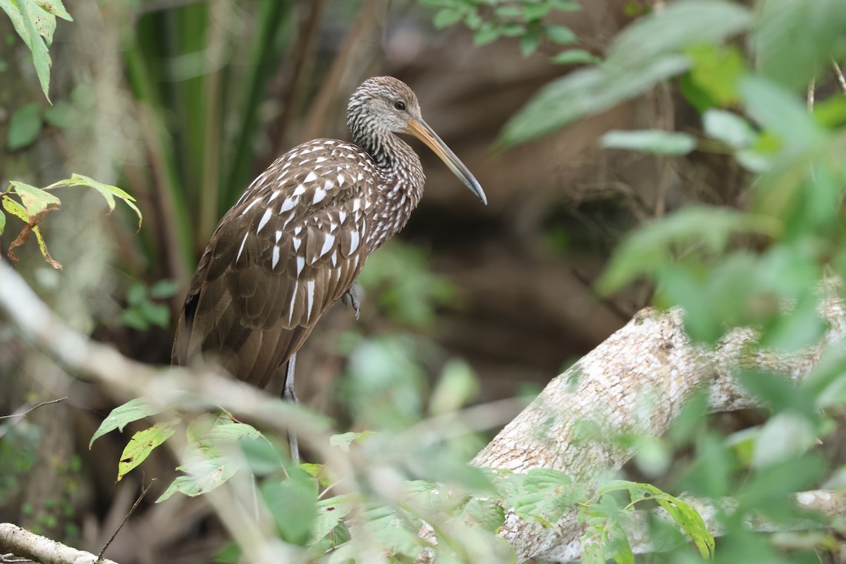 Limpkin - ML624783685