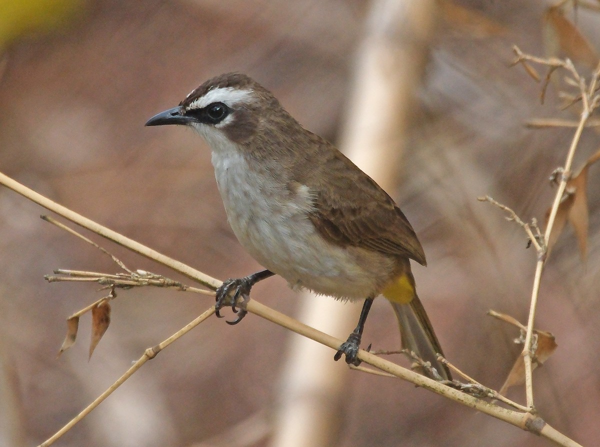 Yellow-vented Bulbul - ML624783744