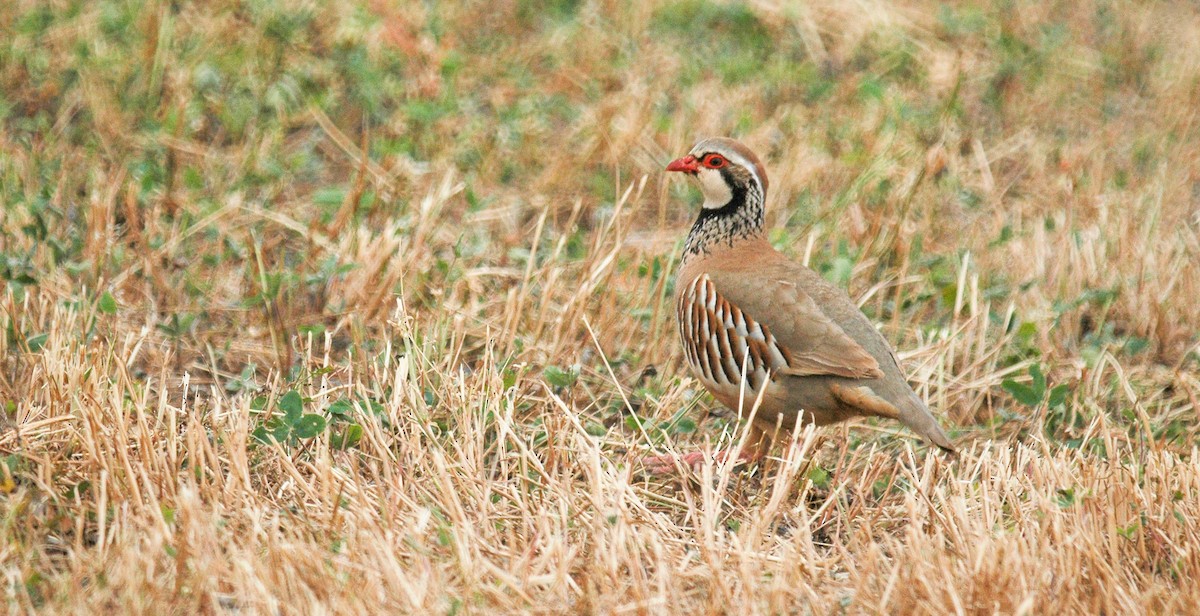 Red-legged Partridge - ML624783792