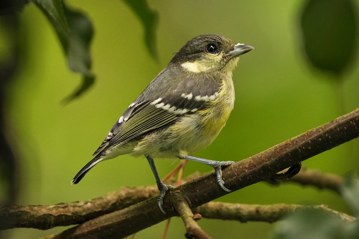 Elegant Tit - ML624783794