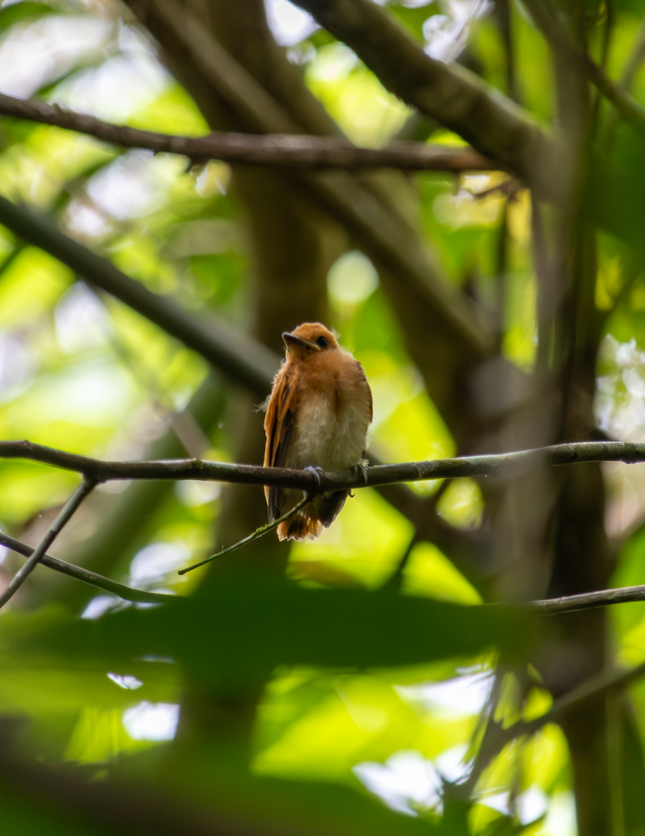 Rufous Paradise-Flycatcher - ML624783804