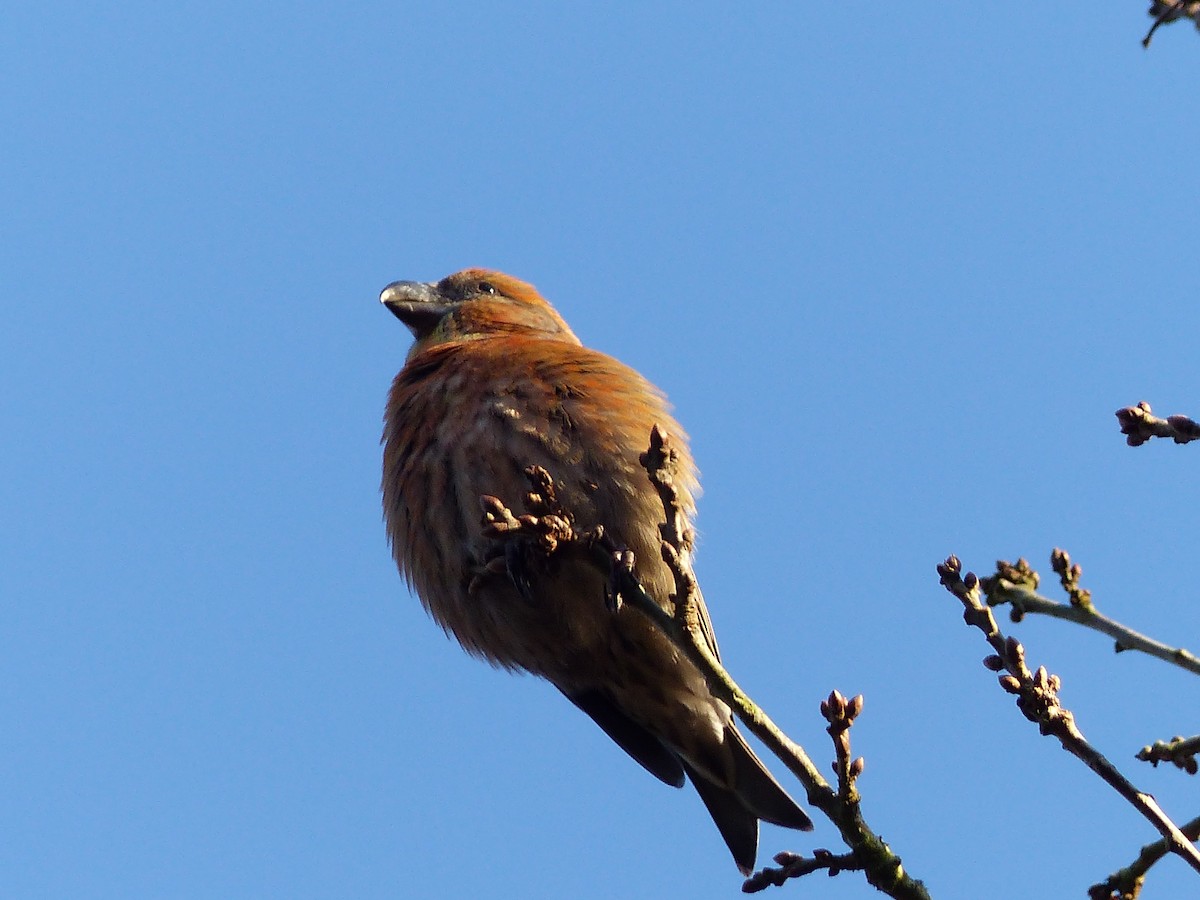 Parrot Crossbill - ML624783857