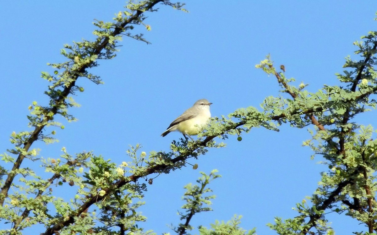 Yellow-bellied Eremomela - ML624783858