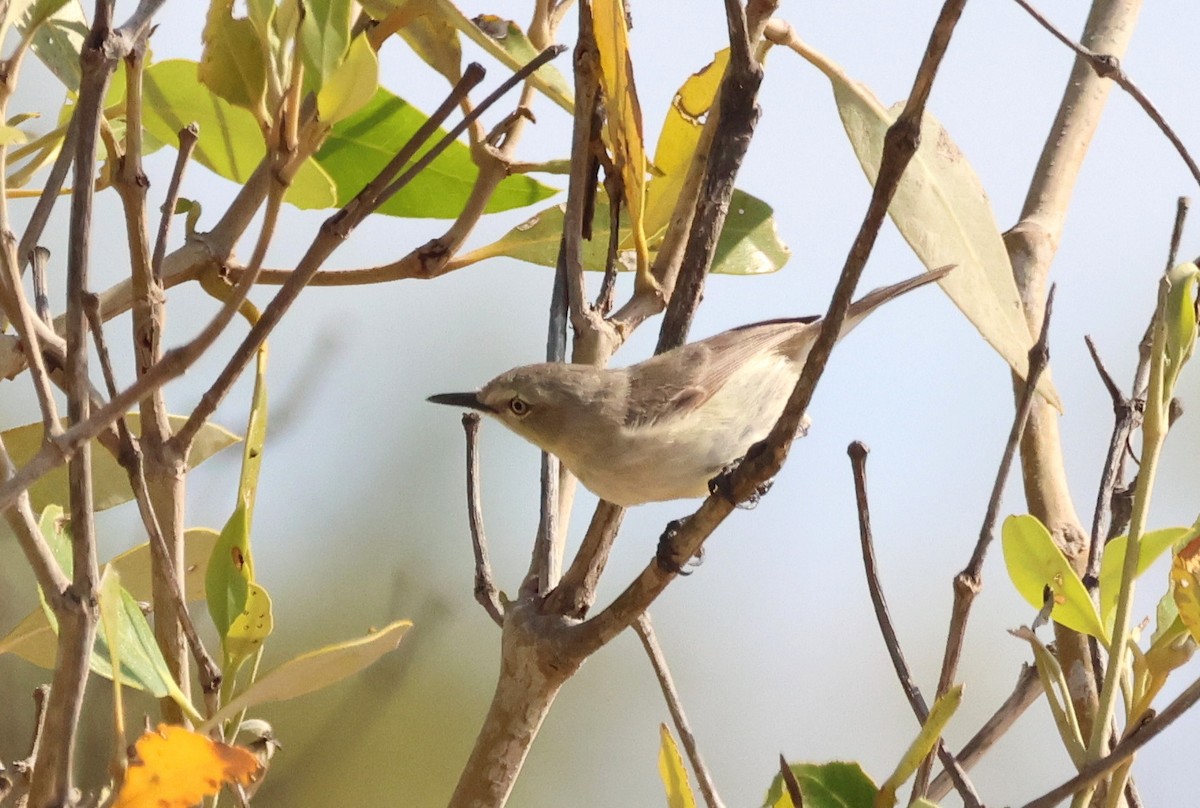 Dusky Gerygone - ML624783998