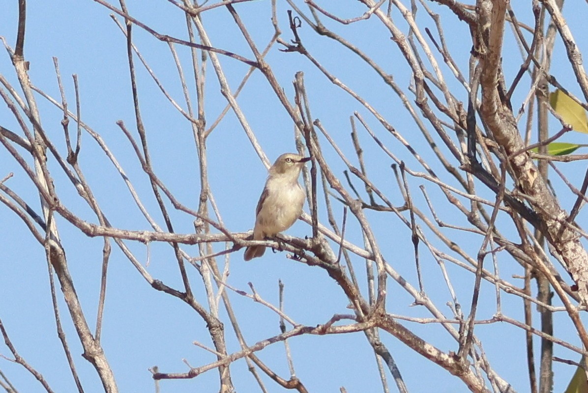 Dusky Gerygone - ML624783999