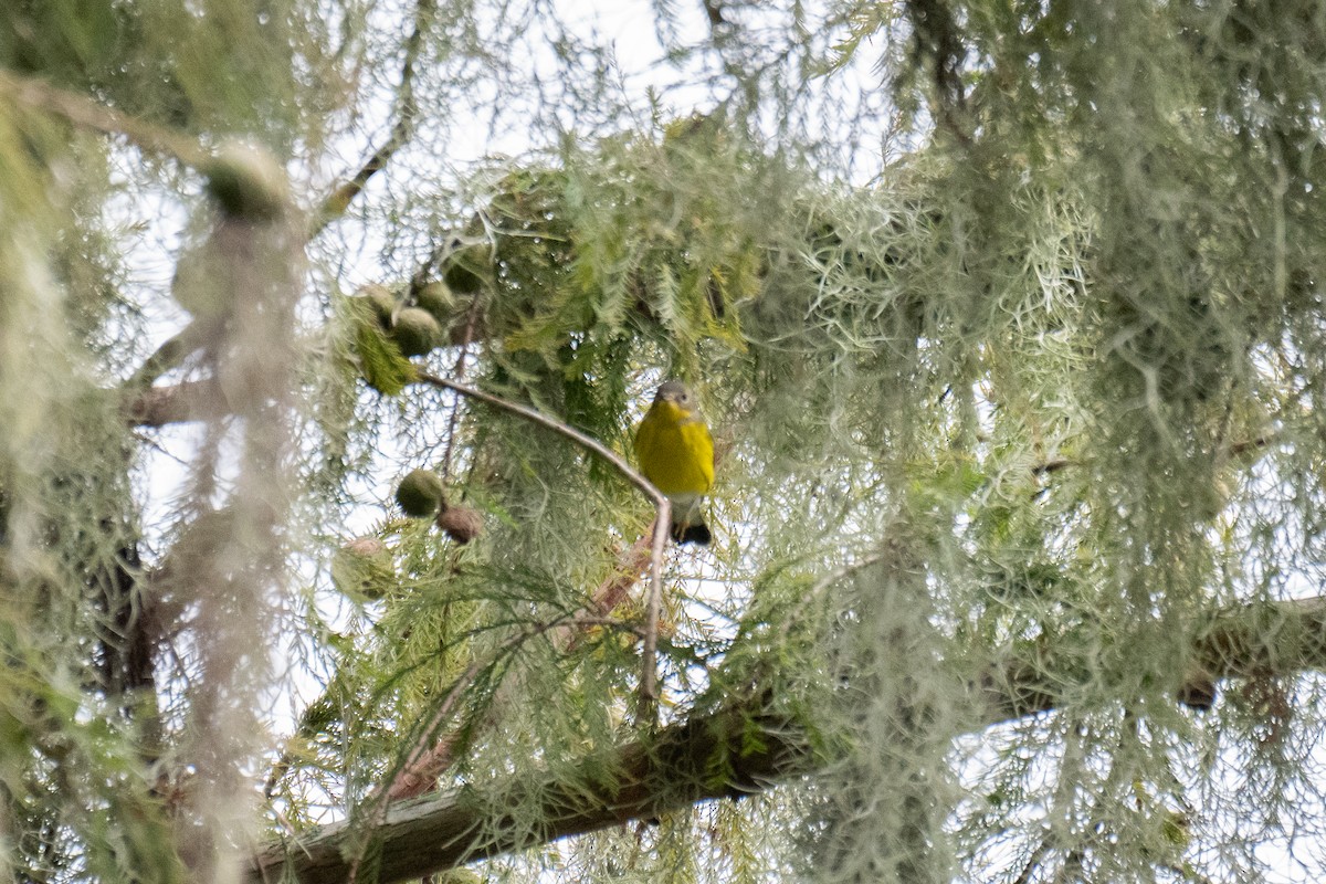 Magnolia Warbler - ML624784092
