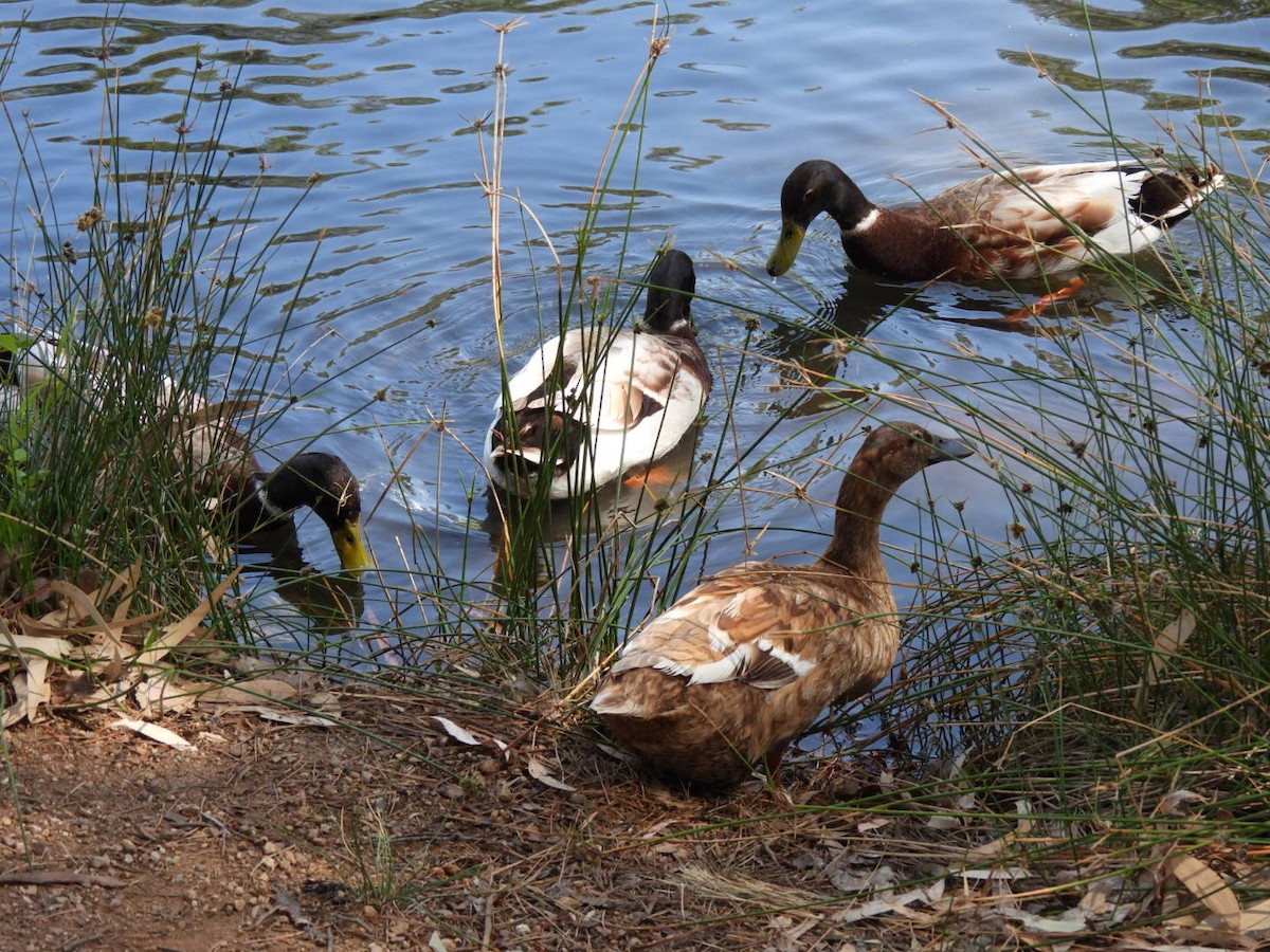 Canard colvert (forme domestique) - ML624784096