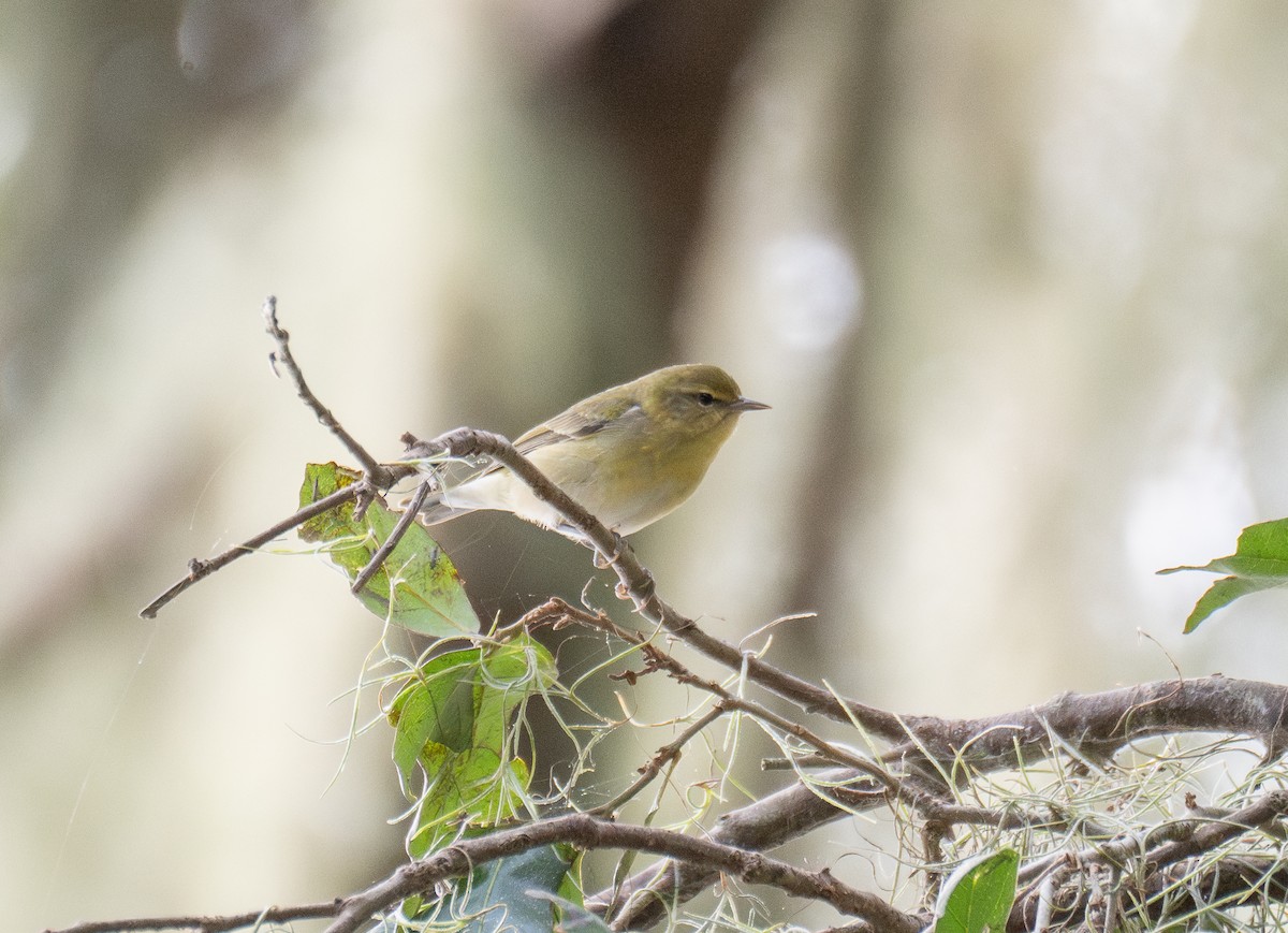 lesňáček olivový - ML624784101