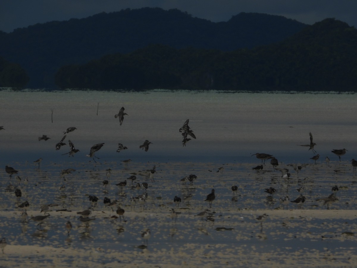 キョウジョシギ - ML624784108