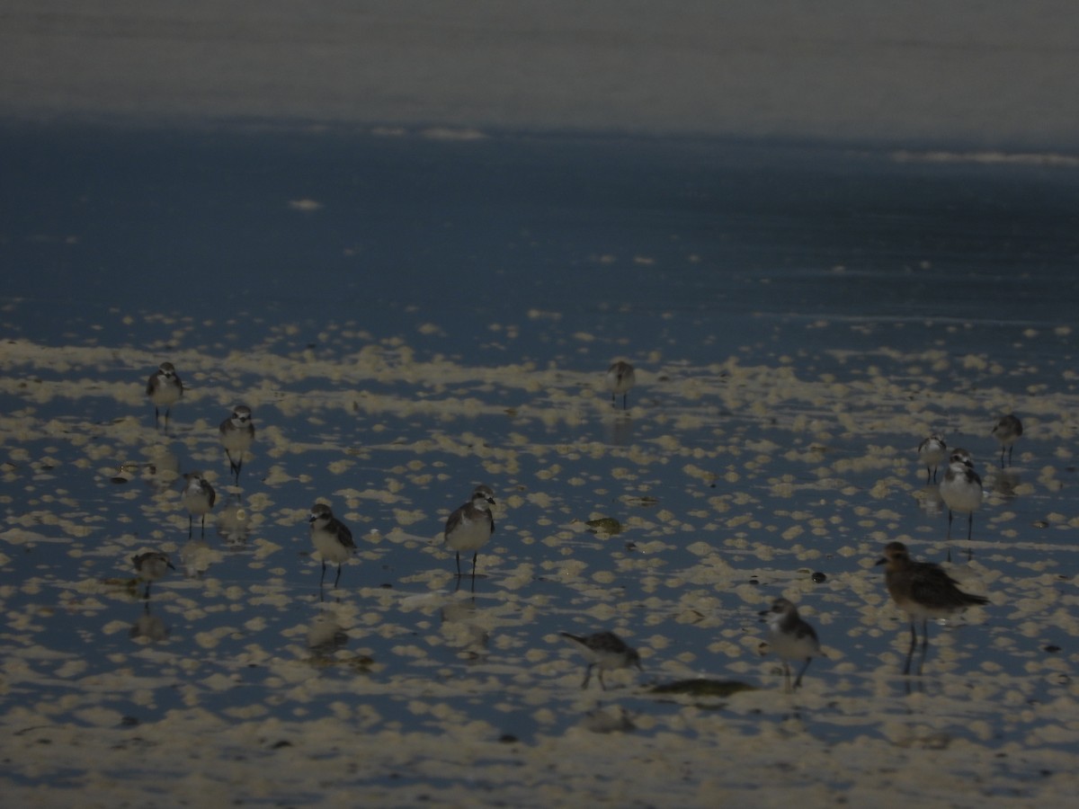 オオメダイチドリ - ML624784136