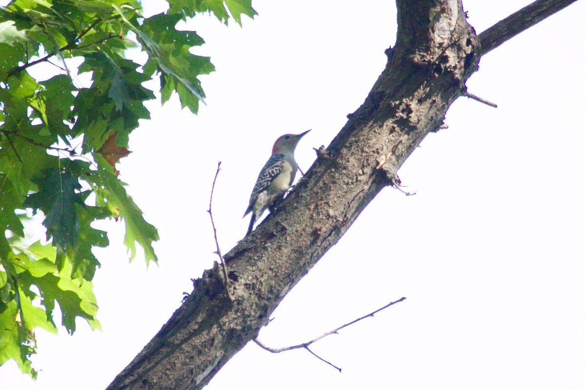 Red-bellied Woodpecker - ML624784164