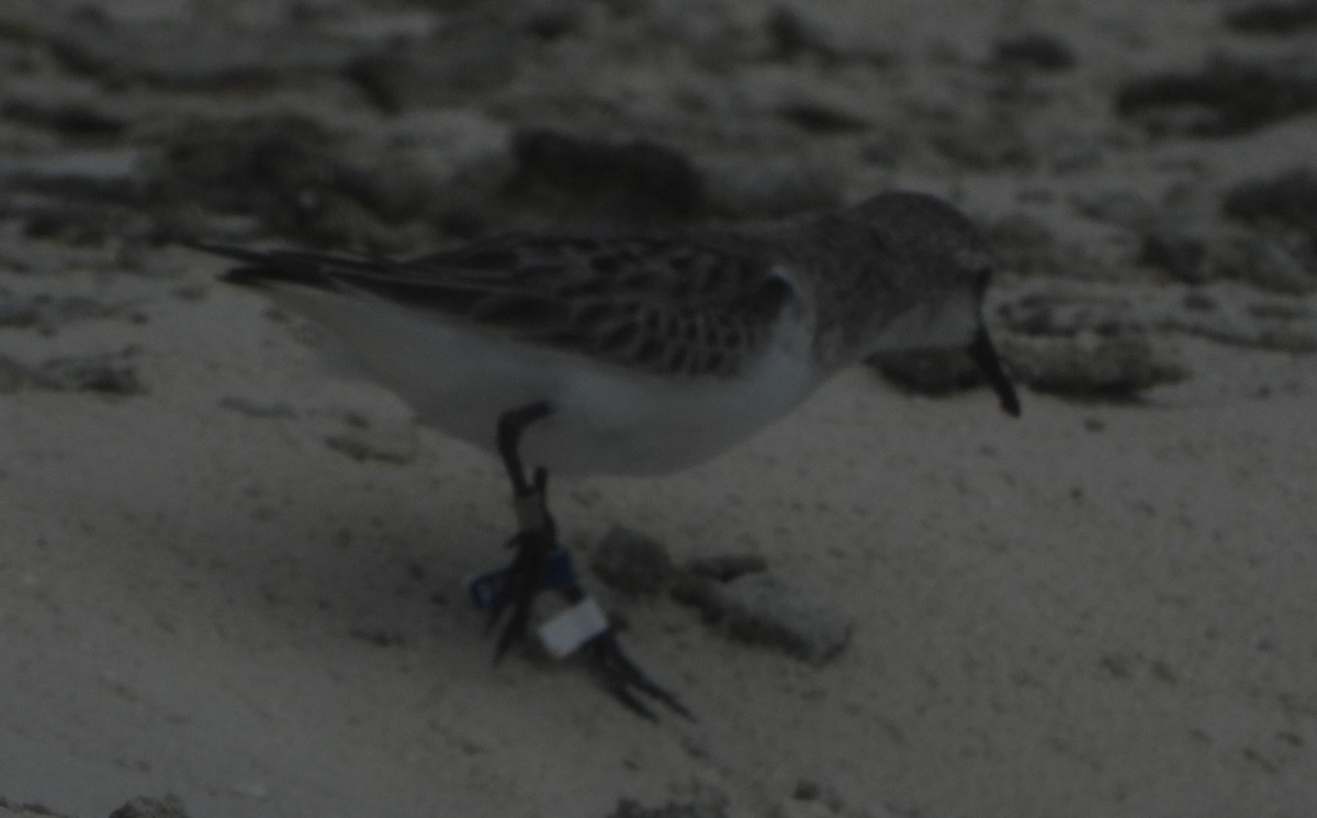 トウネン - ML624784167