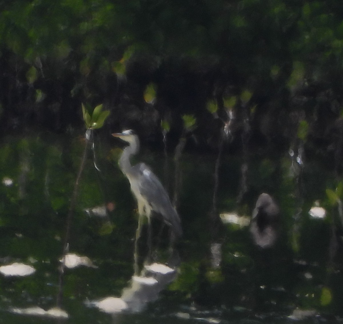 アオサギ - ML624784185