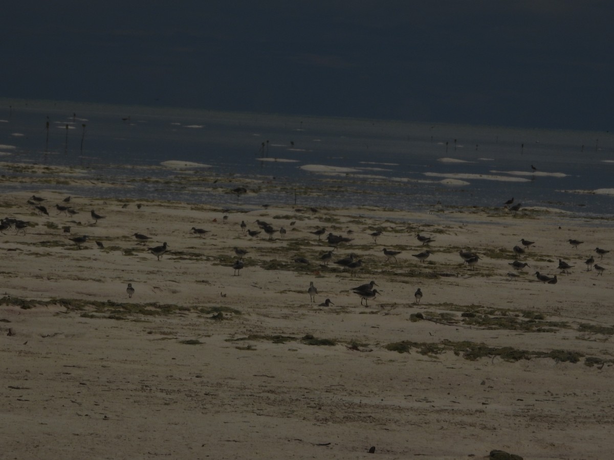 キアシシギ - ML624784191