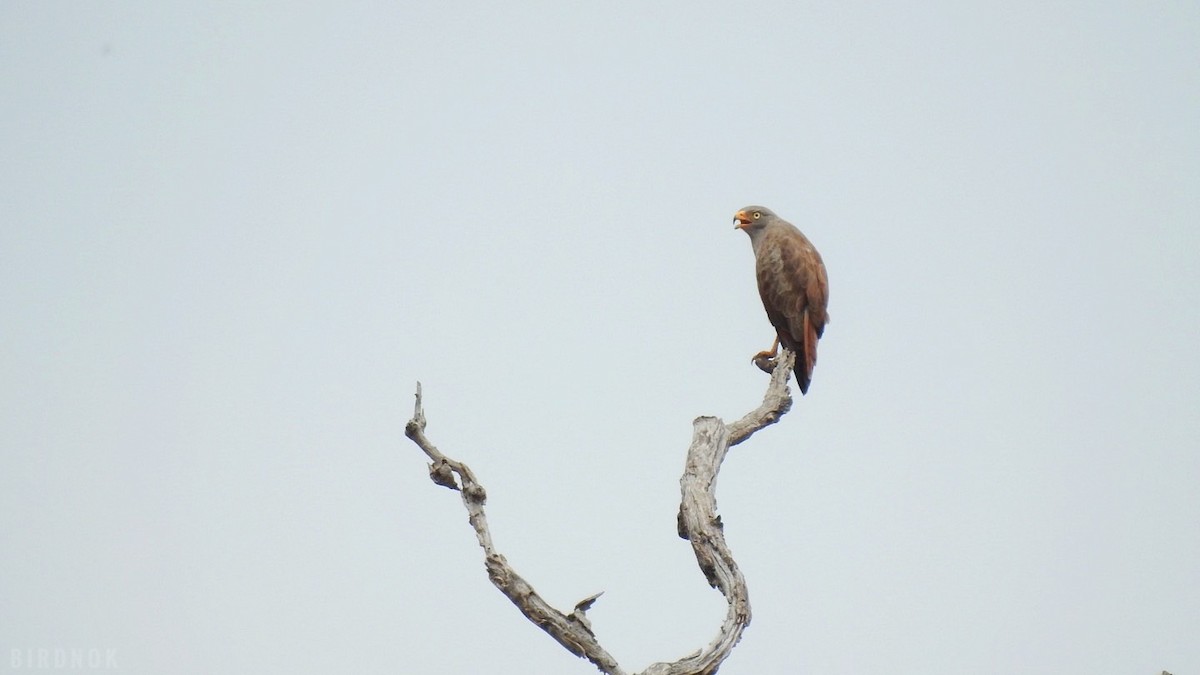 Rufous-winged Buzzard - ML624784232