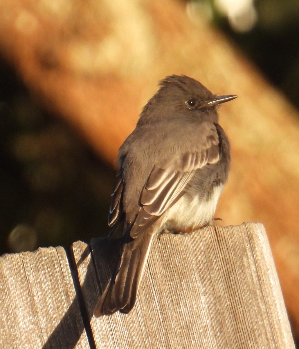 Black Phoebe - ML624784388