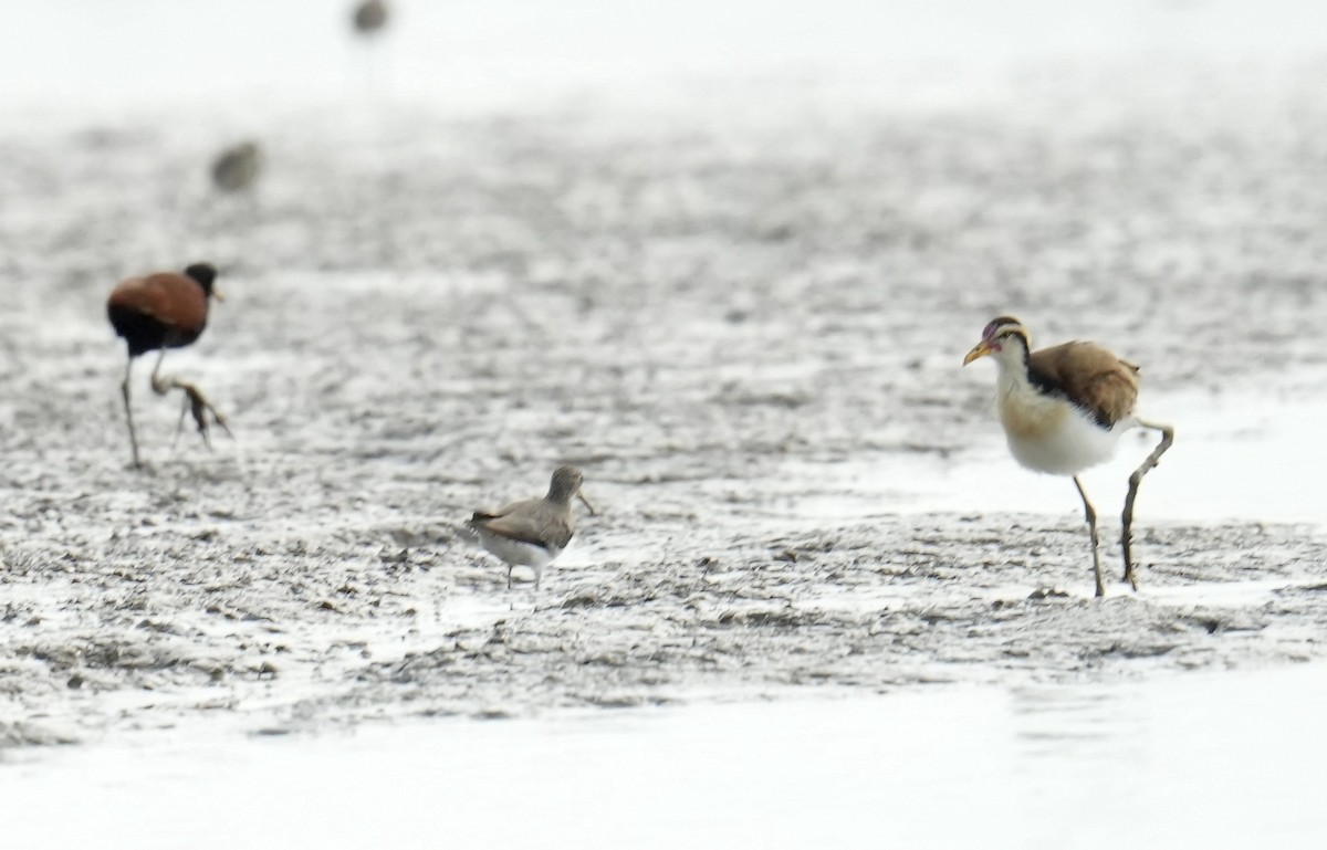 Jacana Suramericana - ML624784401