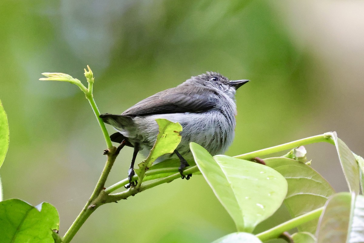 Ashy Flowerpecker - ML624784448