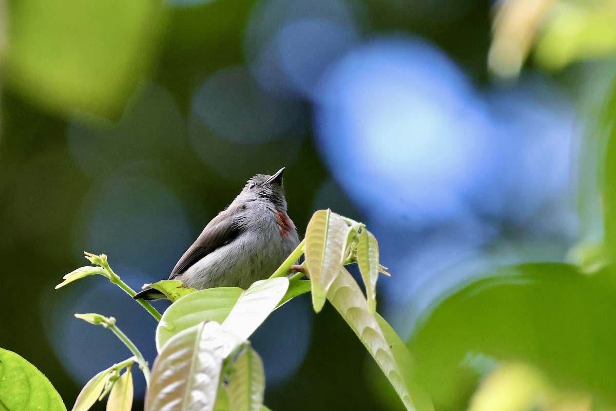 Ashy Flowerpecker - ML624784449