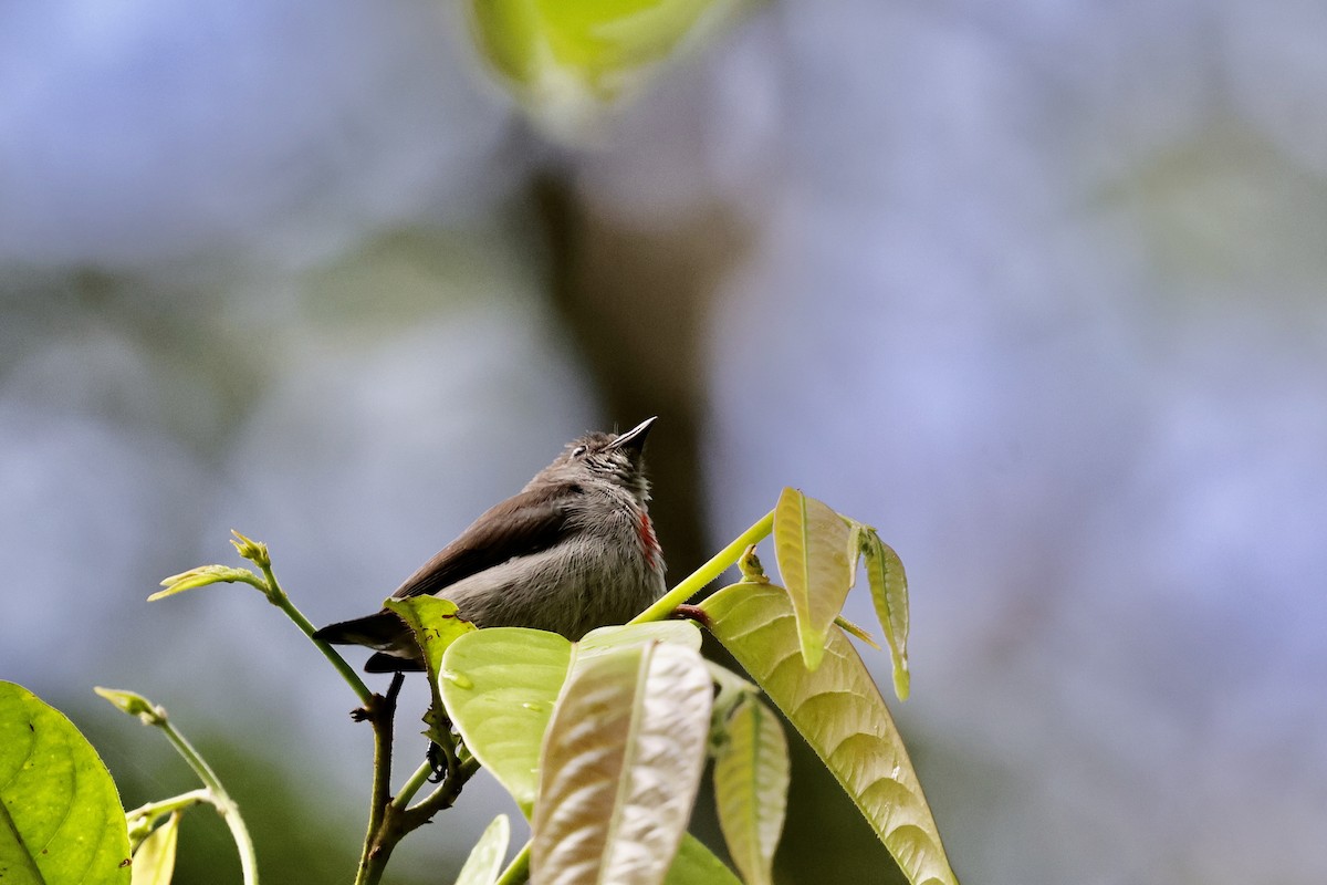 Ashy Flowerpecker - ML624784450