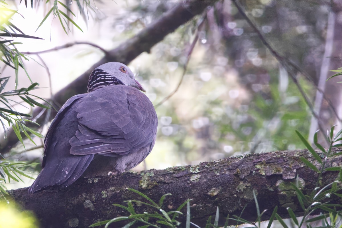 Nilgiri Wood-Pigeon - ML624784555