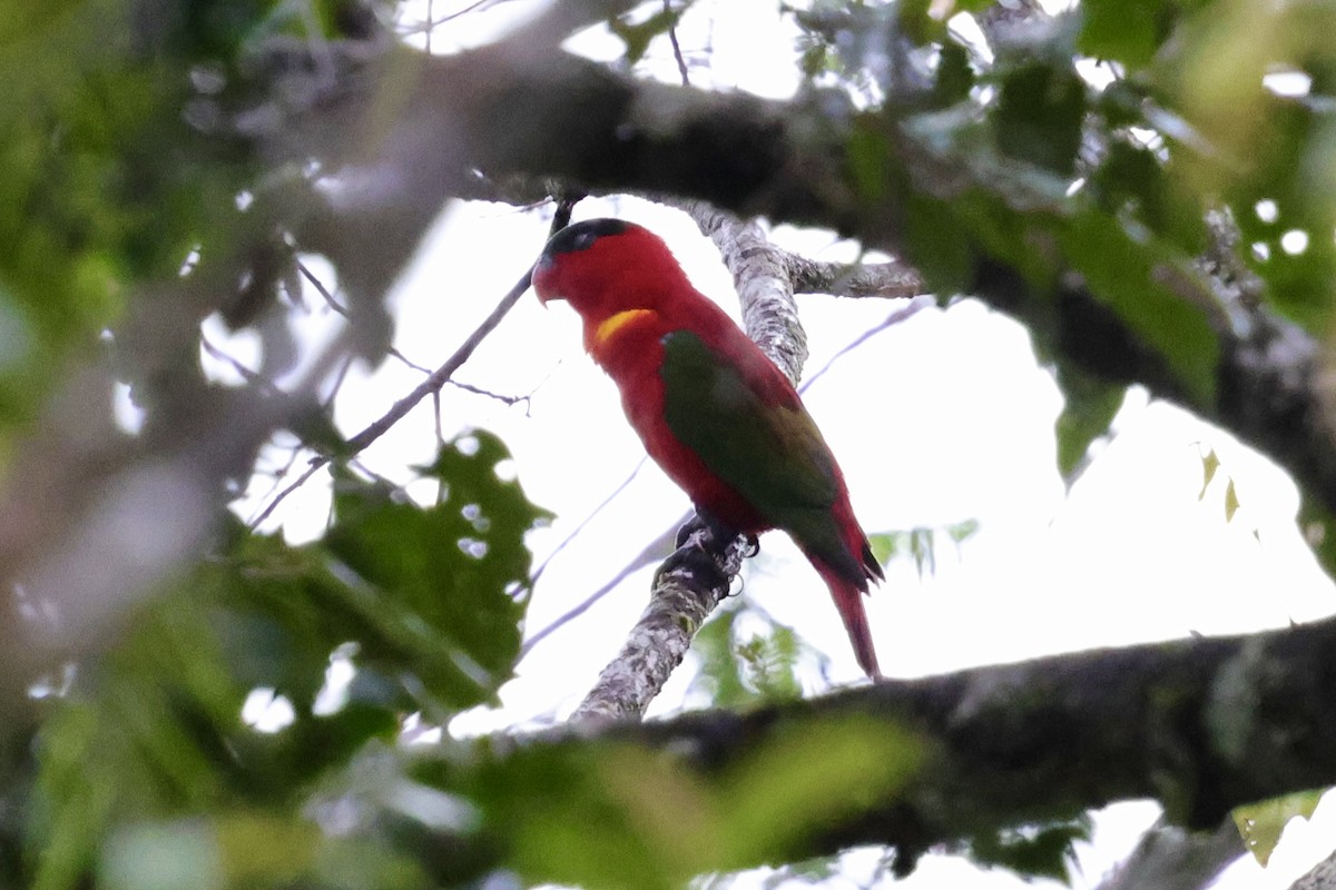 Purple-naped Lory - ML624784576