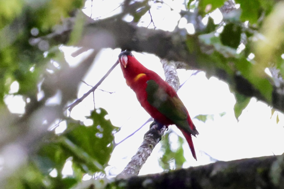 Purple-naped Lory - ML624784577