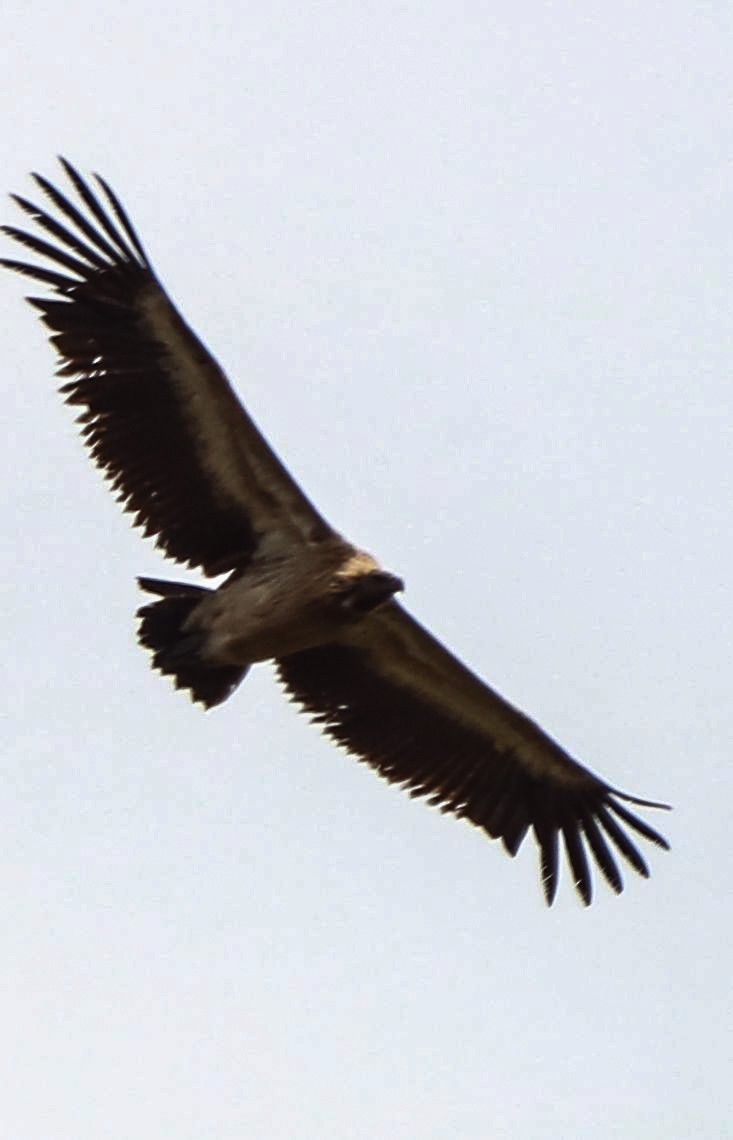 Indian Vulture - ML624784580