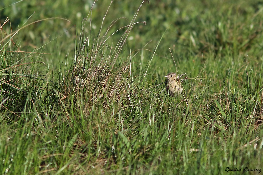 Ochre-breasted Pipit - ML624784586