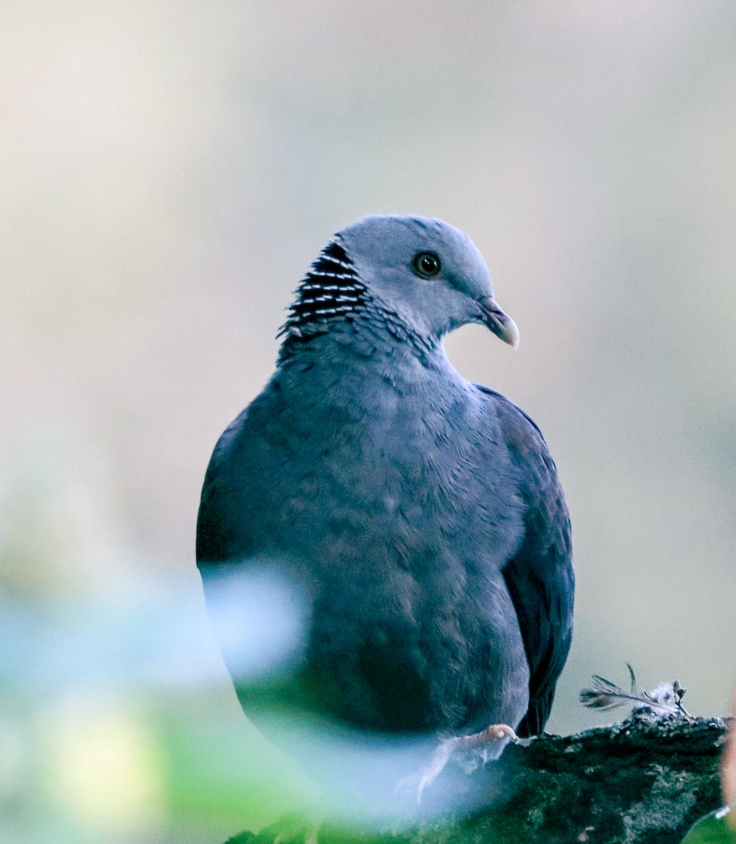 Nilgiri Wood-Pigeon - ML624784587