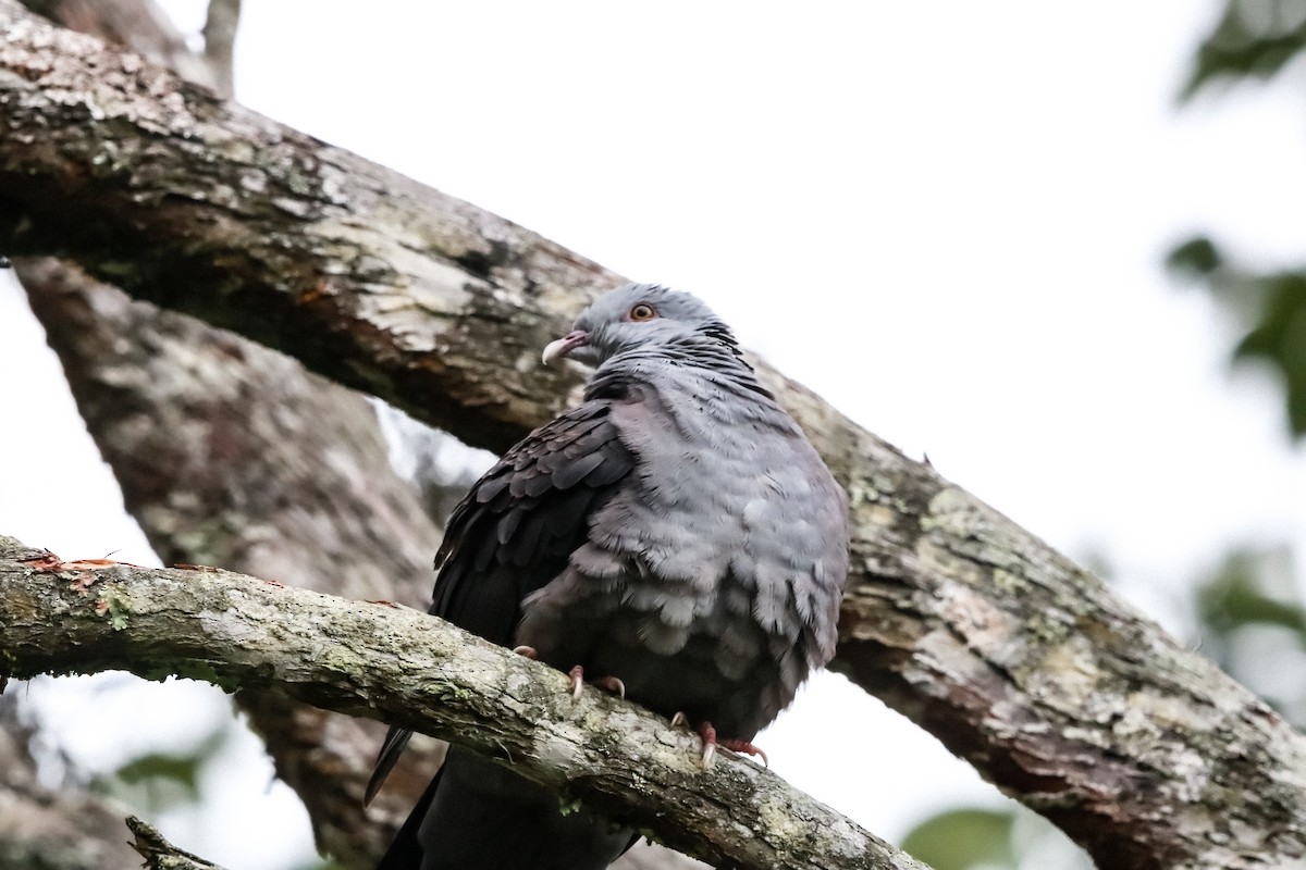 Nilgiri Wood-Pigeon - ML624784588