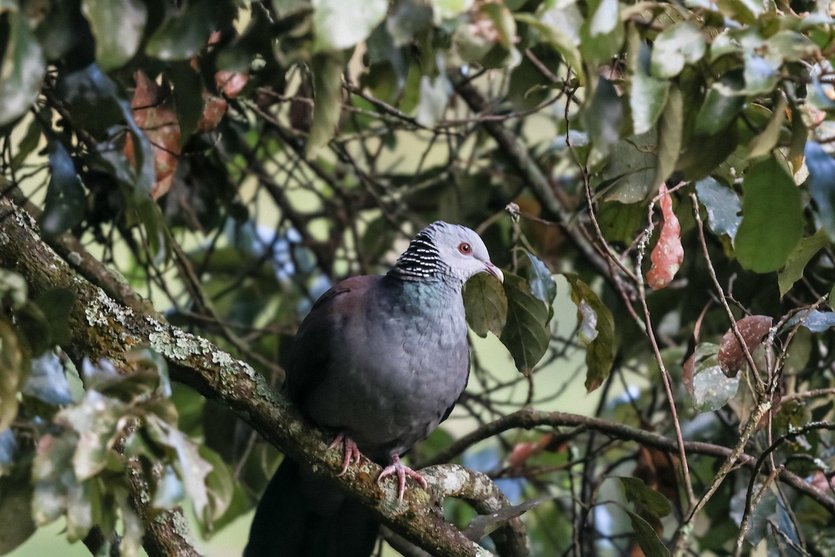 Nilgiri Wood-Pigeon - Ashokkumar Selvaraj