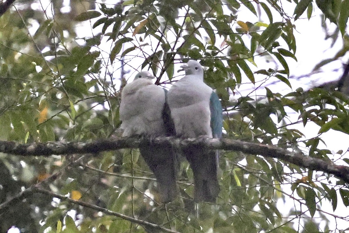 Seram Imperial-Pigeon - ML624784591