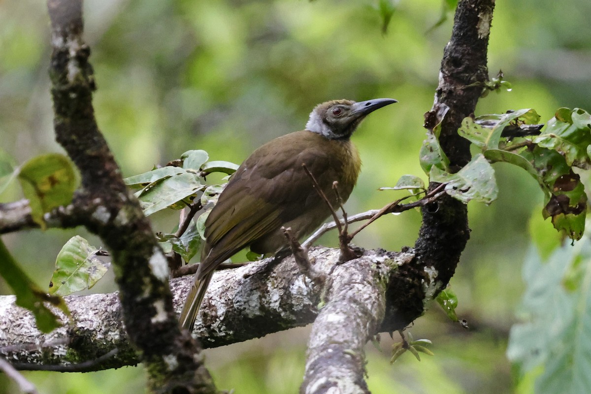 Seram Friarbird - ML624784597