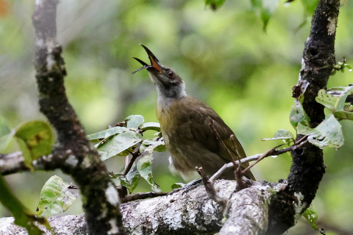 Seram Friarbird - ML624784599