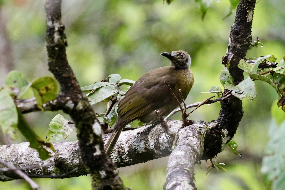 Seram Friarbird - ML624784600