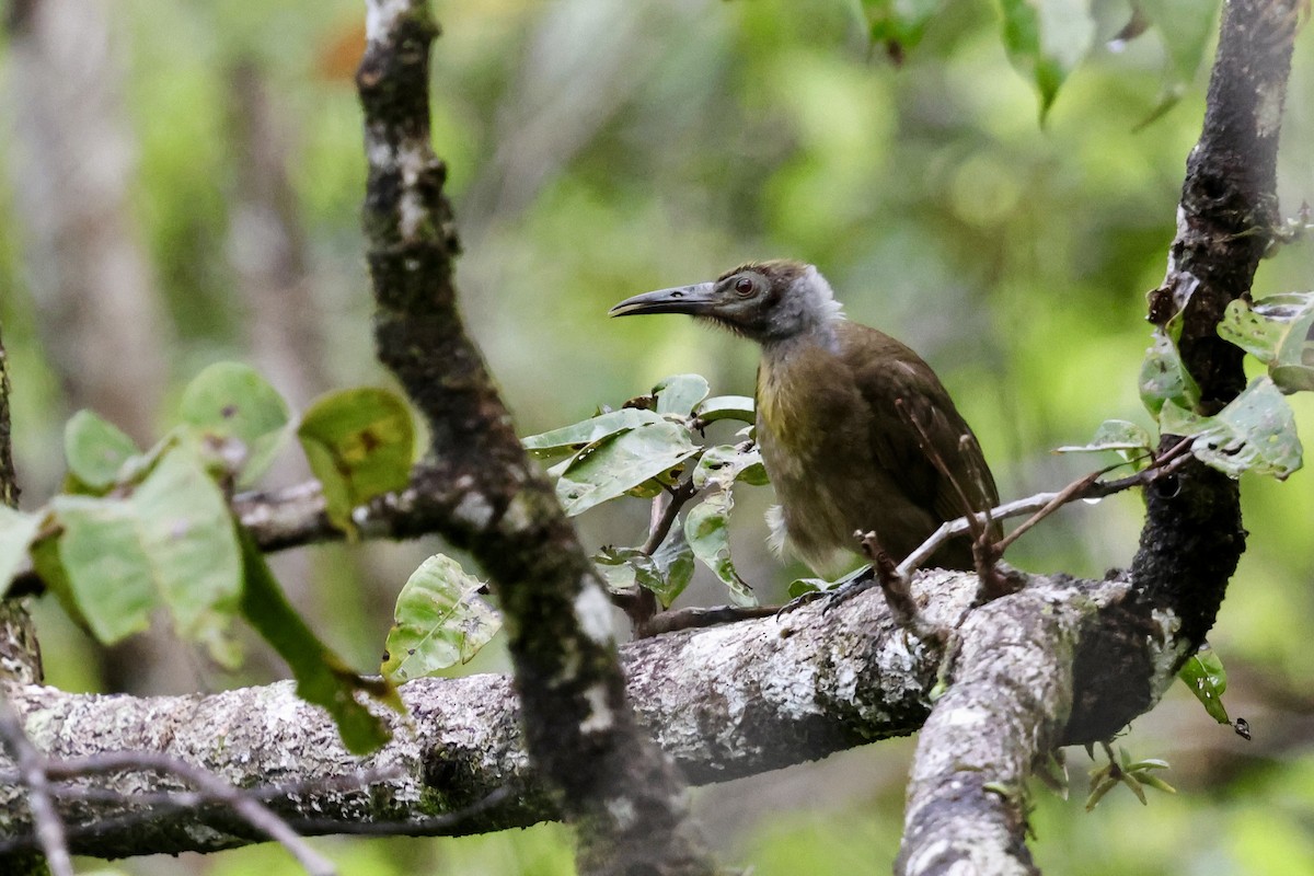 Seram Friarbird - ML624784602