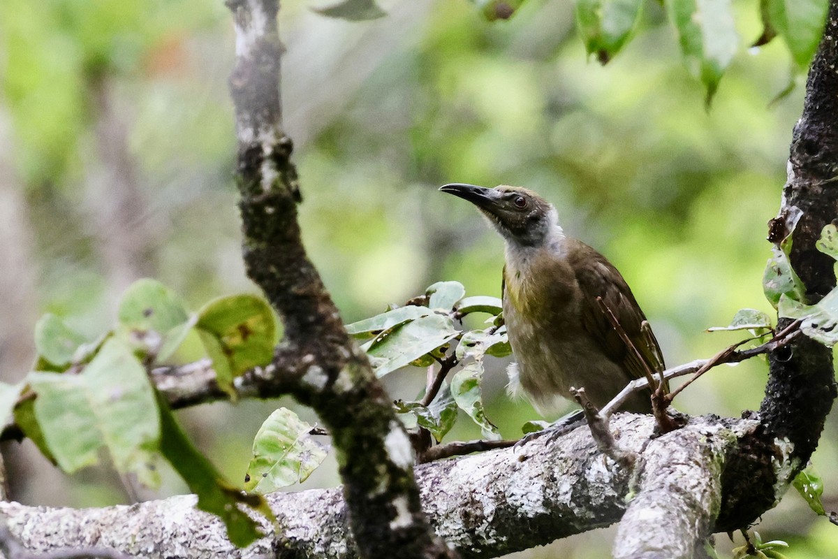 Seram Friarbird - ML624784603
