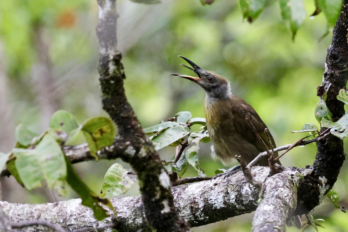 Seram Friarbird - ML624784604