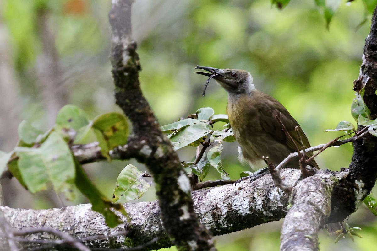 Seram Friarbird - ML624784605