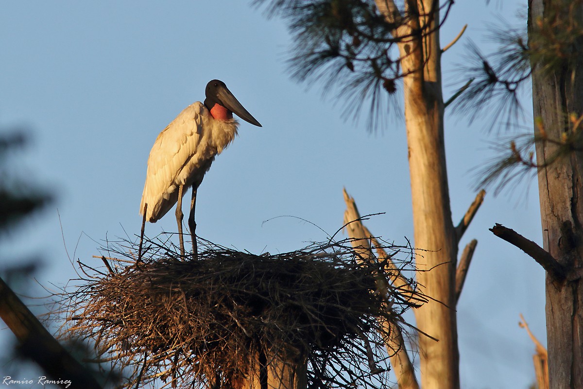 Jabiru - ML624784619