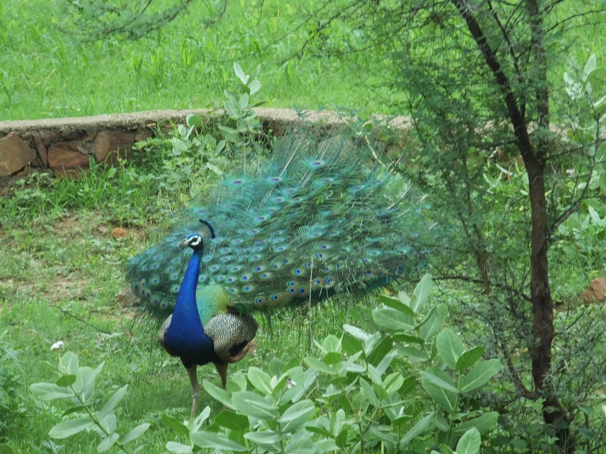 Tavuskuşu - ML624784626