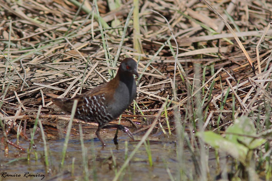 Dot-winged Crake - ML624784676