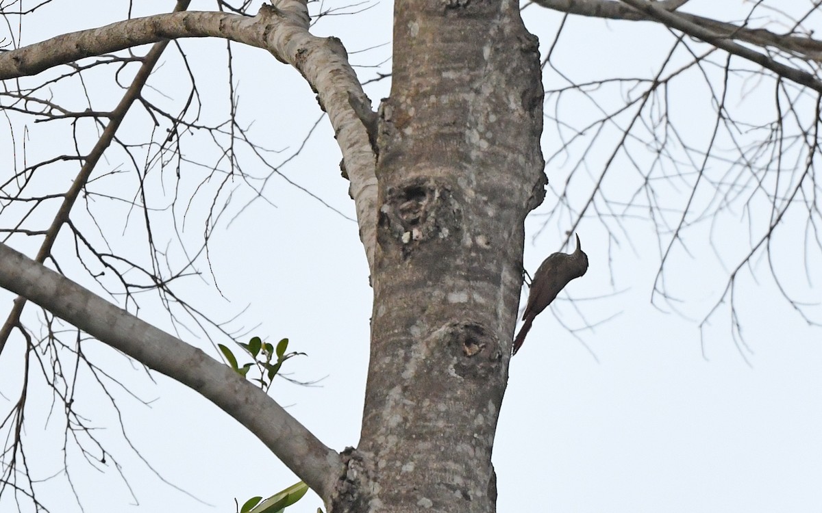 Dusky-capped Woodcreeper (Layard's) - ML624784698