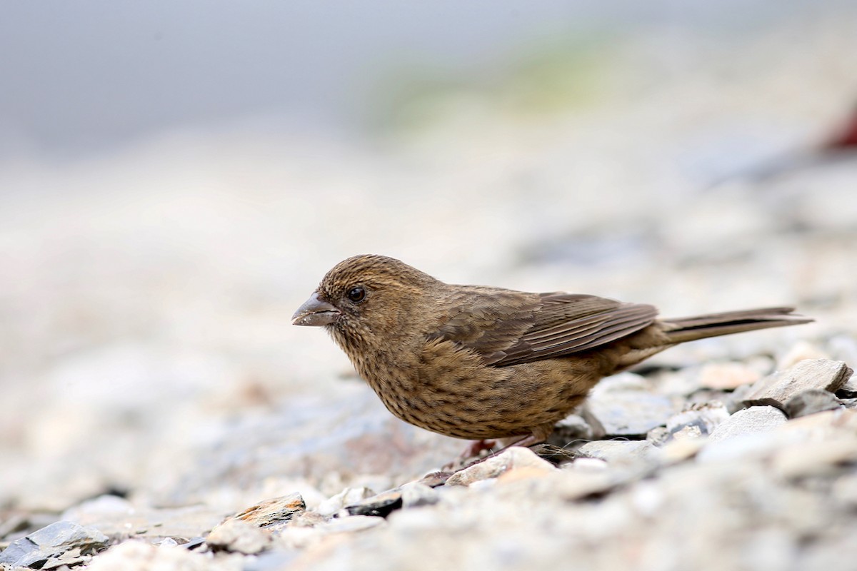 Taiwan Rosefinch - Ting-Wei (廷維) HUNG (洪)