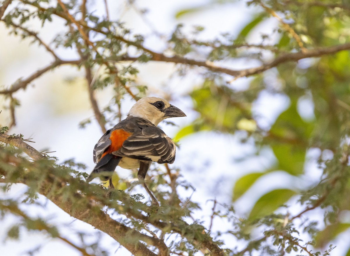 White-headed Buffalo-Weaver - ML624785025